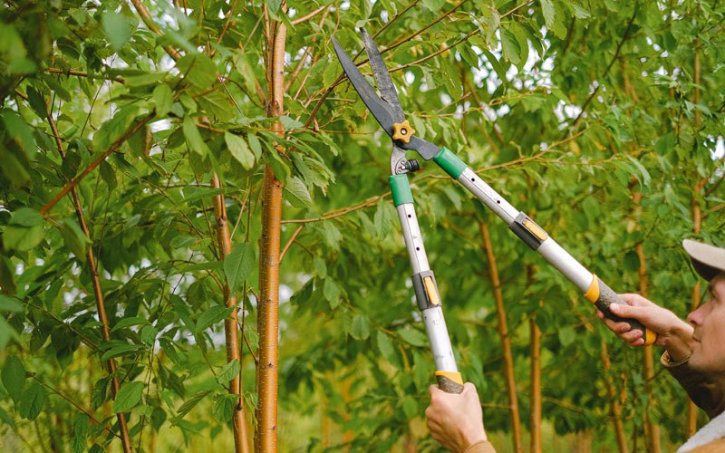 Tree trimming in Champlin, MN