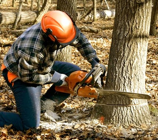 Tree Removal in Champlin, MN